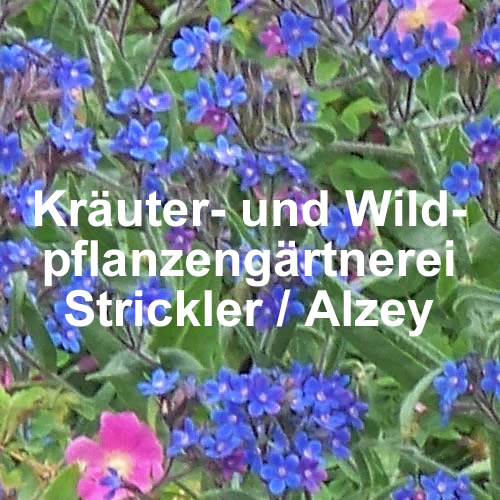 Kräuter- und Wildpflanzengärtnerei Strickler